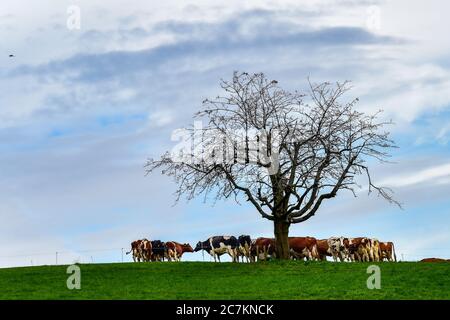 Cows in the pasture Stock Photo