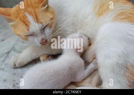 A mother cat in white and brown hair feeding her kittens. Kittens suck on a cat’s chest. Cat lifestyle (selective focus) Stock Photo