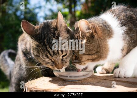 two cats drinking milk outdoors Stock Photo