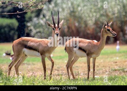 Mountain gazelle - Gazella gazella Stock Photo