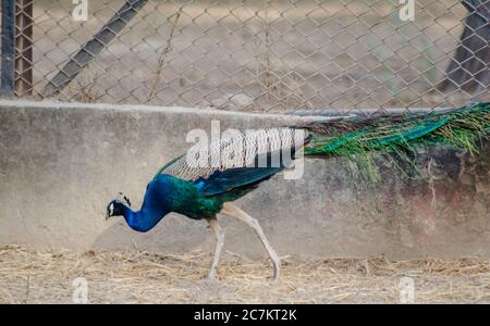 Peafowl is a common name for three species of birds in the genera Pavo and Afropavo of the Phasianidae family Stock Photo