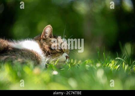 tabby white cat relaxing outdoors on grass Stock Photo