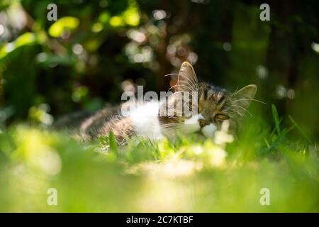 tabby white cat relaxing outdoors on grass looking at camera Stock Photo
