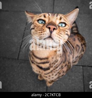 cute and funny bengal cat portrait Stock Photo