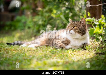 tabby white british shorthair cat relaxing outdoors lying on grass Stock Photo