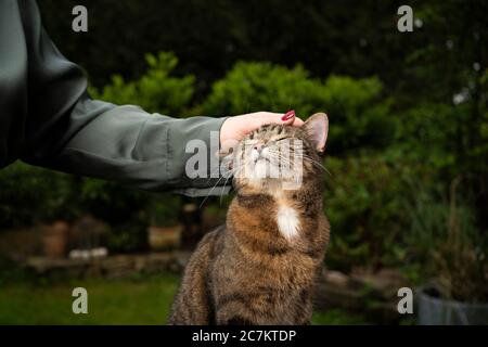 tabby shorthair cat getting stroked by female pet owner outdoors in the garden Stock Photo