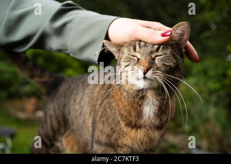 tabby shorthair cat getting stroked by female pet owner outdoors in the garden Stock Photo