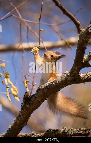 Young Red Squirrel (Sciurus vulgaris) on Birch Tree Branch, Springtime, Finland Stock Photo