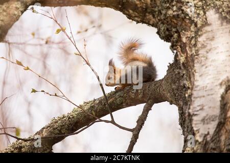 Red Squirrel (Sciurus vulgaris) baby on Birch Tree Branch, Springtime, Finland Stock Photo
