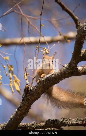 Young Red Squirrel (Sciurus vulgaris) on Birch Tree Branch, Springtime, Finland Stock Photo