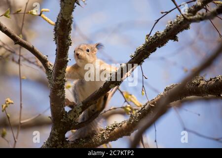 European red squirrel, Sciurus vulgaris cub on birch tree branch Stock Photo