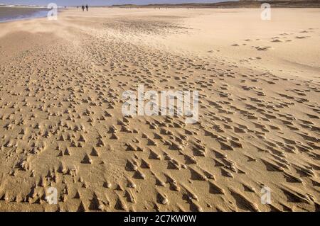 Wide angle shot of several snails on the sand of the beach Stock Photo