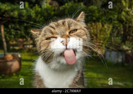 funny portrait of a tabby white cat licking window glass outdoors in the garden Stock Photo