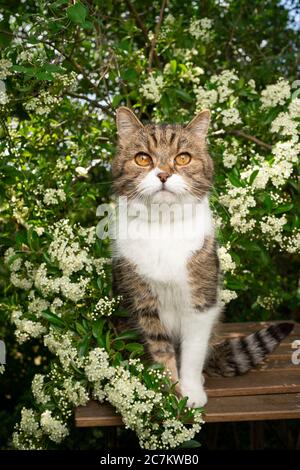 tabby white british shorthair cat sitting on garden table under flowering tree looking at camera Stock Photo