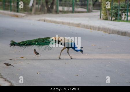 Peafowl is a common name for three species of birds in the genera Pavo and Afropavo of the Phasianidae family Stock Photo