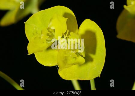 Leafy Spurge (Euphorbia virgata). Cyathia Closeup Stock Photo