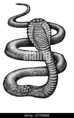 Ink cobra snake on a white Stock Photo
