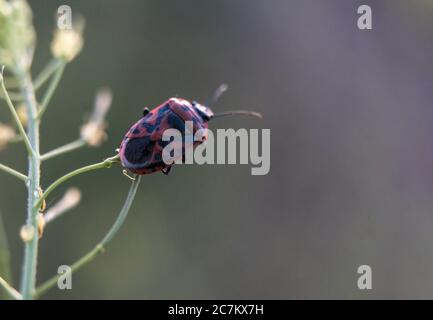 A macro shot of a red beetle seen in June Stock Photo