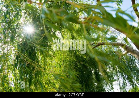 Berlin, Wannsee, weeping willow in motion, sun rays Stock Photo