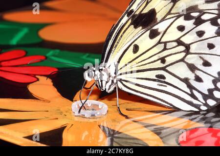Idea leuconoe feeding which is commonly known as the large tree nymph butterfly stock photo Stock Photo