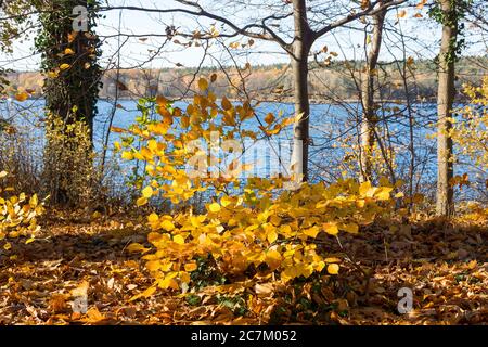 Berlin, Wannsee, Pfaueninsel in autumn, colorful beech leaves Stock Photo