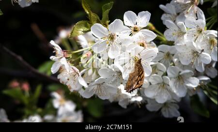 Sour cherry blossoms and butterflies in spring at Vinassan Stock Photo