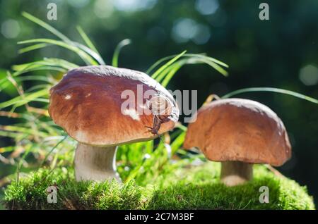 Edible porcini mushrooms in the forest on a green background and a crawling snail. Soft selective focus Stock Photo