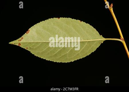 Dwarf Cherry (Prunus cerasus). Leaf Closeup Stock Photo