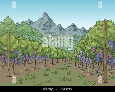 Vineyard graphic color grape plantation landscape sketch illustration vector Stock Vector