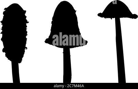 Black isolated silhouettes of three shaggy ink caps (Coprinus comatus) at three different stages of maturity Stock Vector