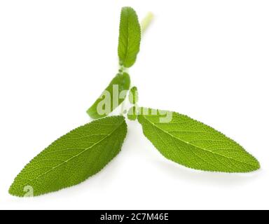 Fresh sage leaves isolated on white background Stock Photo