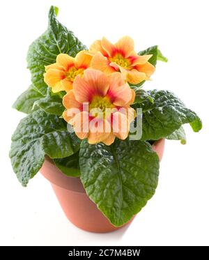 Primrose in flowerpot isolated against white Stock Photo