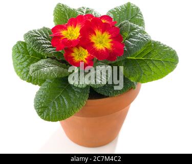Red primrose in pot isolated against white Stock Photo