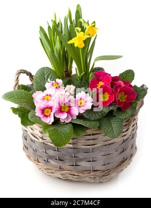 Spring flowers in planting bowl isolated against white background Stock Photo