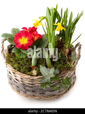 Spring flowers in planting bowl isolated against white Stock Photo