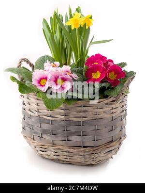 Spring flowers in planting pot isolated against white background Stock Photo