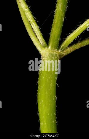 Bifid Hemp-Nettle (Galeopsis bifida). Stem Closeup Stock Photo