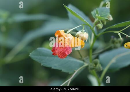 Selective focus shot of a Trumpet vine growing in Missouri woods with a blurred background Stock Photo