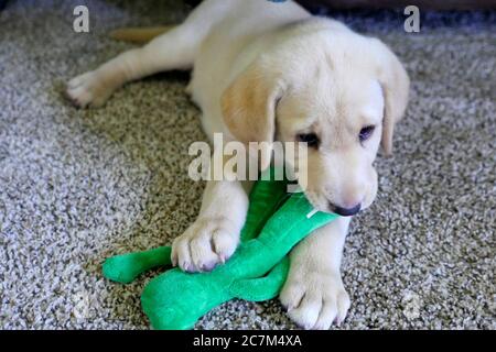 High angle closeup shot of a young Labrador Retriever puppy playing with a stuffed toy Stock Photo