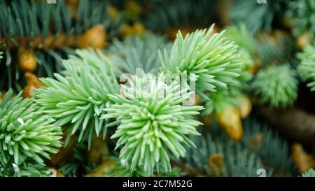 Selective focus nature picture. Closeup photo of green needle pine tree. Small pine cones and raindrop on the branches. Blurred pine needles in backgr Stock Photo