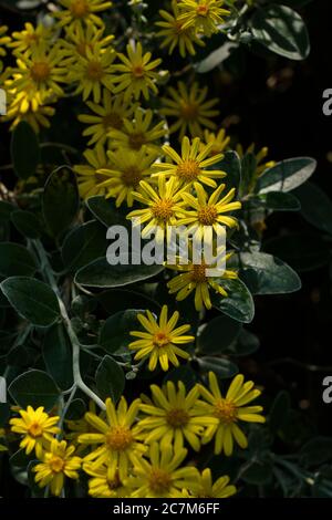 Clusters of Senecio 'Sunshine' yellow daisy-like flowers. Stock Photo