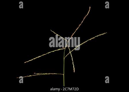 Smooth Finger Grass (Digitaria ischaemum). Inflorescence Closeup Stock Photo
