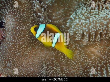 TwoBar Clownfish, Amphiprion bicinctus, in anemone, Red Sea, Egypt Stock Photo