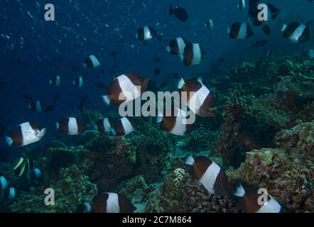 School of Brown-and-white butterflyfish, Hemitaurichthys zoster, on reef, Indian Ocean, Maldives Stock Photo