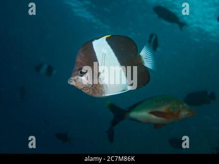 Brown-and-white butterflyfish, Hemitaurichthys zoster,  Indian Ocean, Maldives Stock Photo