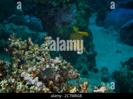 Cube Trunkfish, Ostracion cubicus, with Jewel damselfish Plectroglyphidodon lacrymatus, on coral reef, Hamata, Red Sea, Egypt Stock Photo