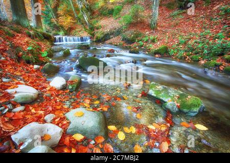 rapid mountain river in autumn. Colorfull wood background Stock Photo