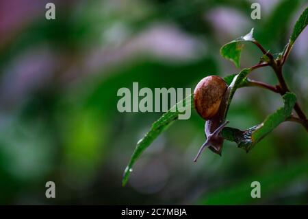 Close-up of a land snail after summer rain sitting on a leaf Stock Photo