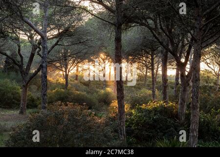 Scenic view of the woods with a soft sunlight shining through Stock Photo