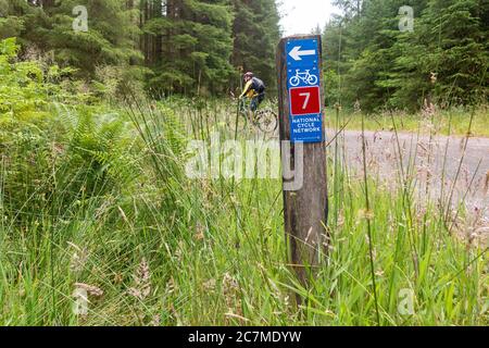 cyclist passing National Cycle Network 7 sign in Queen Elizabeth Forest Park, Loch Lomond and the Trossachs National Park, Aberfoyle, Scotland, UK Stock Photo